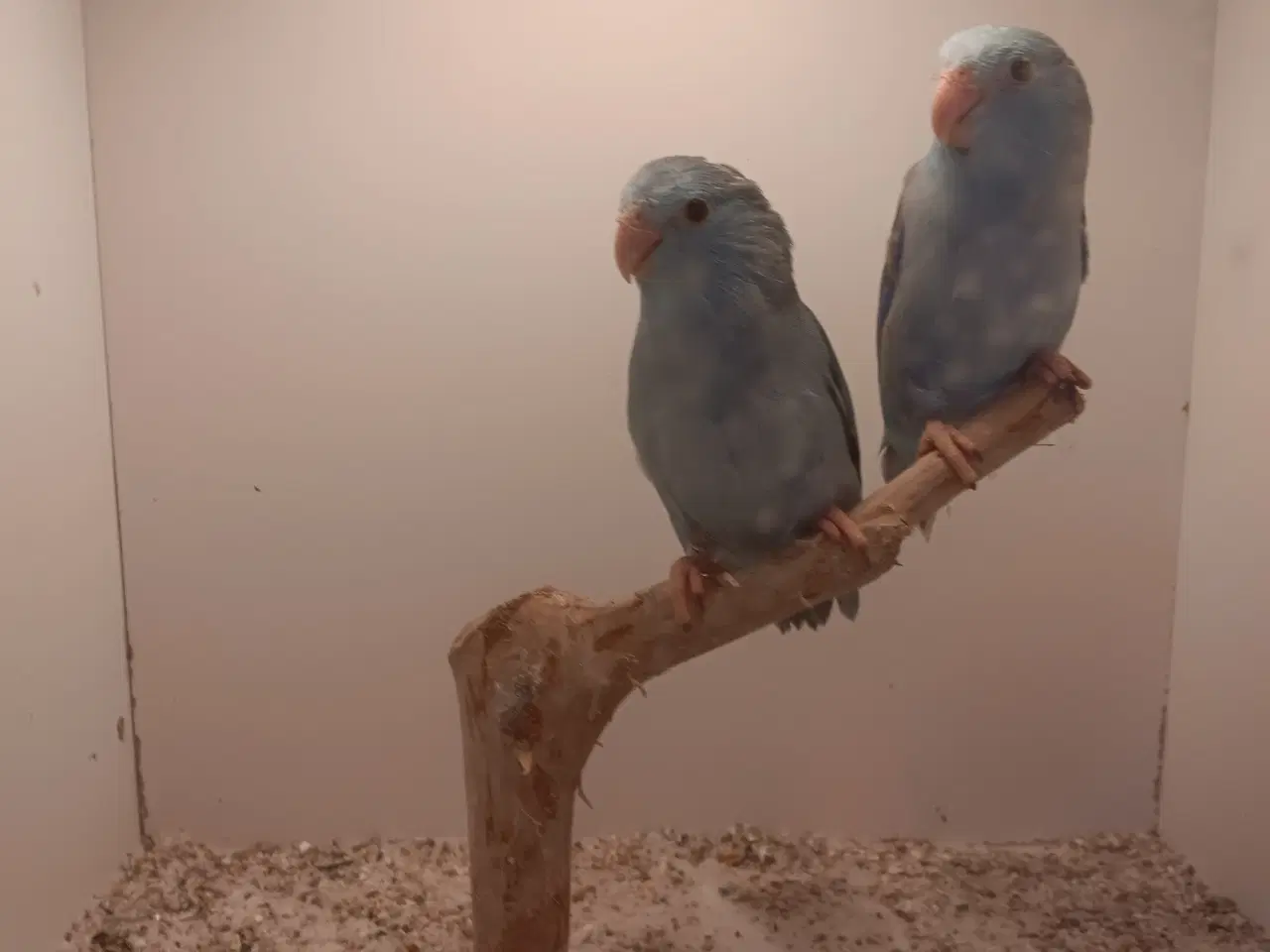 Billede 2 - Blå lessonspuvepapegøjer 1,1 unger 13 unger