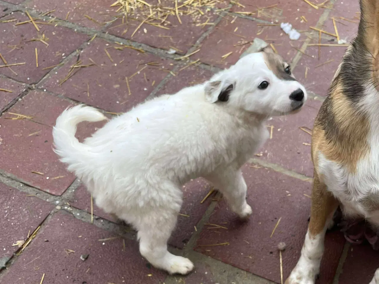 Billede 6 - Blitz søger sin egen familie❤️