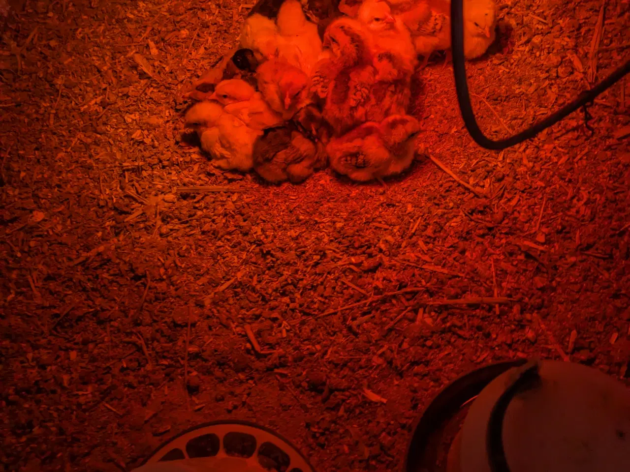 Billede 1 - Sunde kyllinger Klækket 6-4