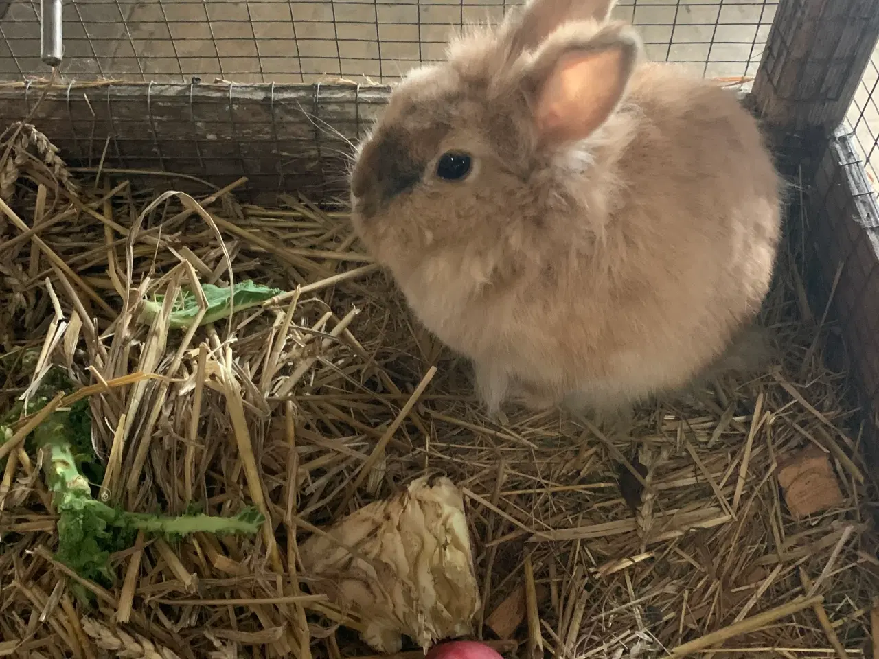 Billede 2 - Dværgkaniner bortgives