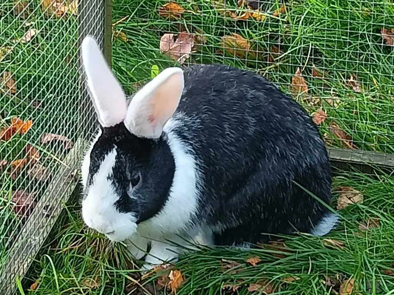 Billede 3 - Hvid Land/Holland