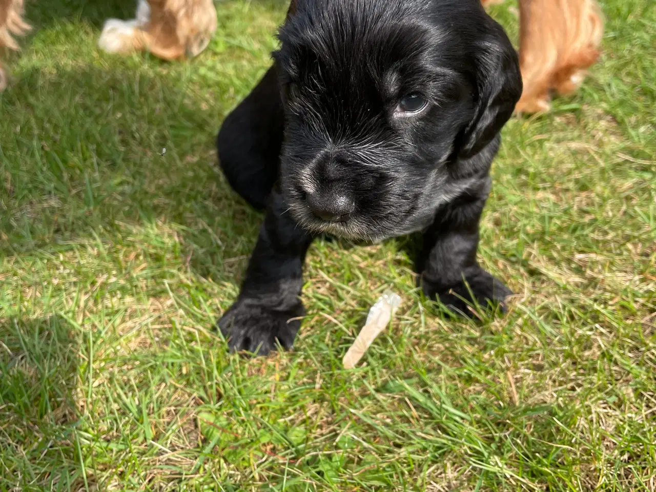 Billede 9 - Cocker Spaniel hvalpe klar til salg 18/5