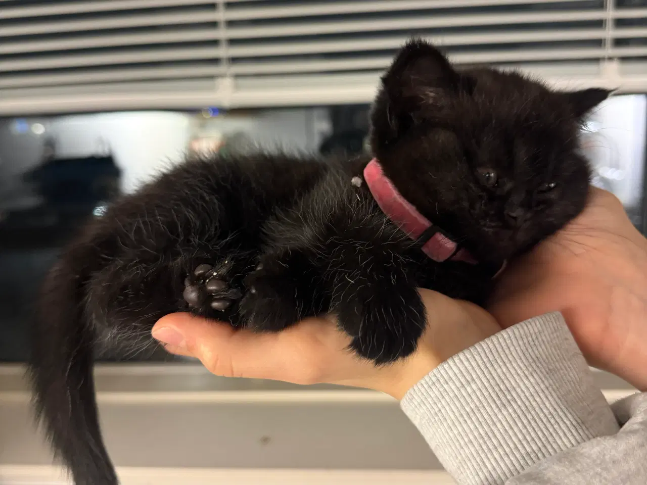 Billede 1 - British shorthair til salg 