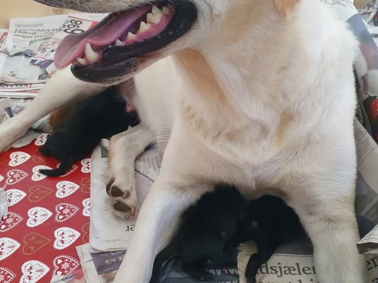 Billede 1 - Labrador hvalpe salgsklare 23/8