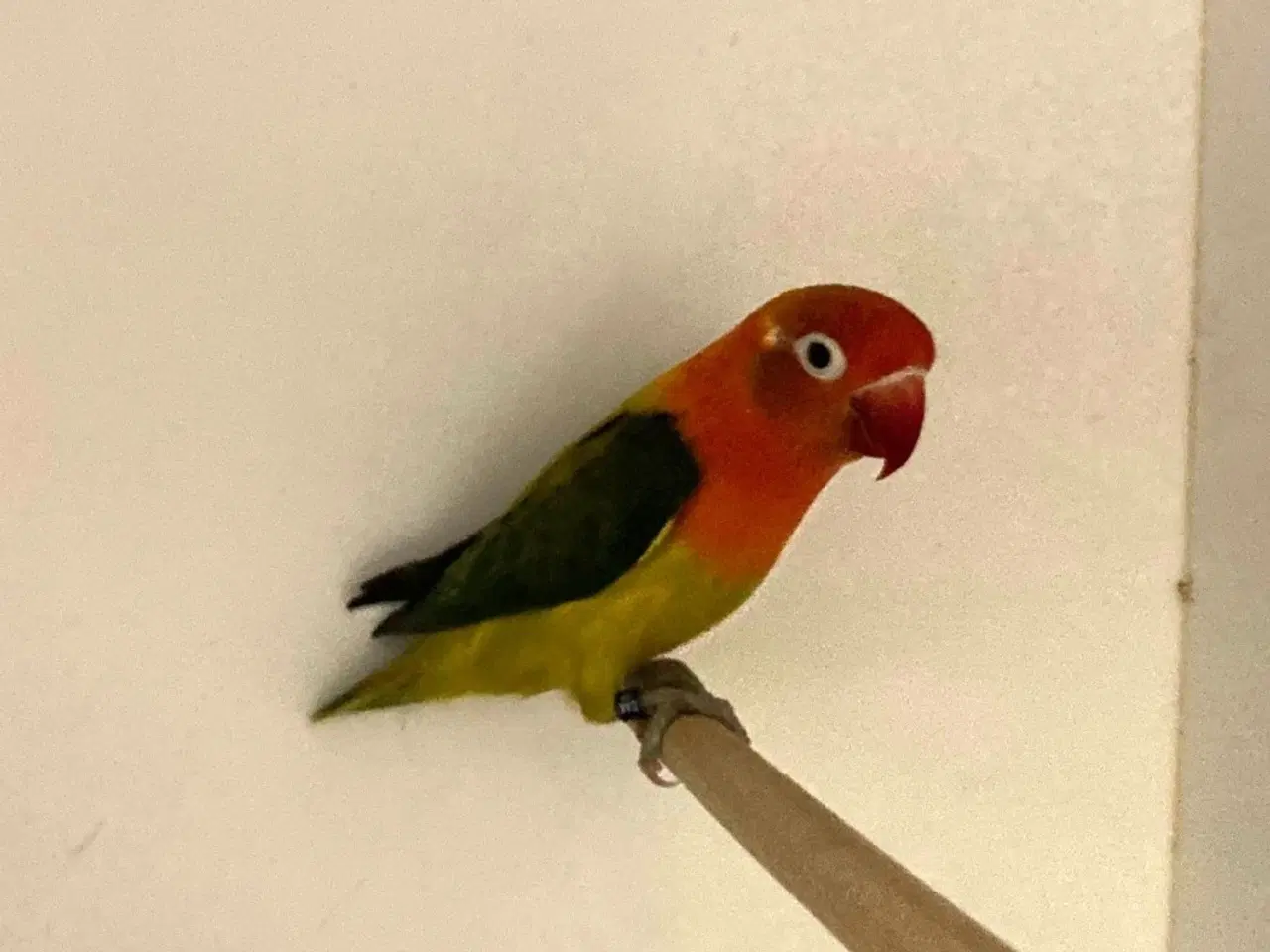 Billede 1 - Rødhovedet Dværgpapegøje