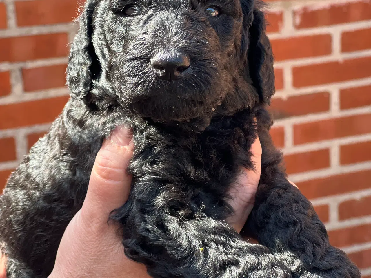 Billede 4 - Goldendoodle hvalpe 