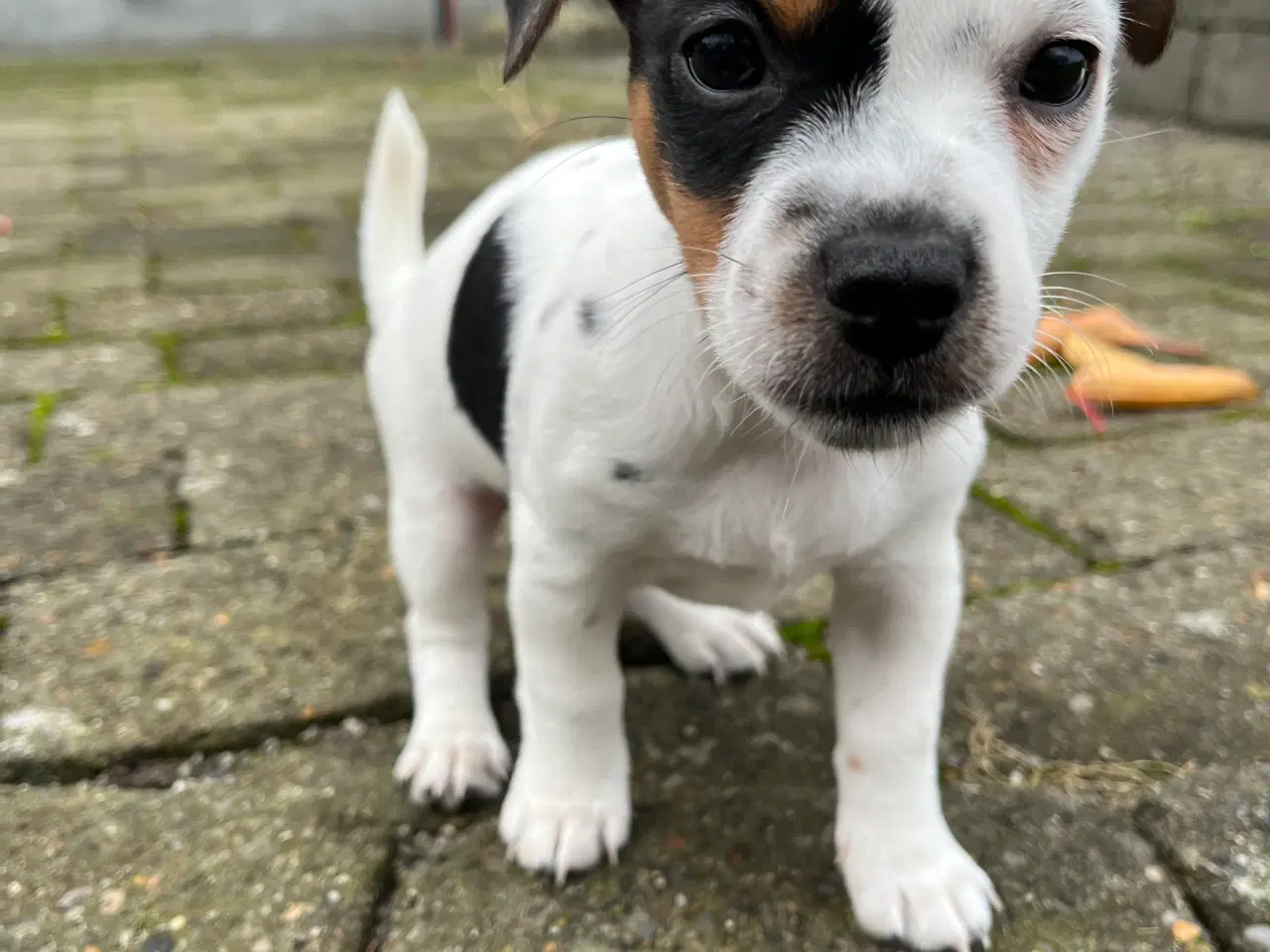 Billede 4 - Hundehvalp 