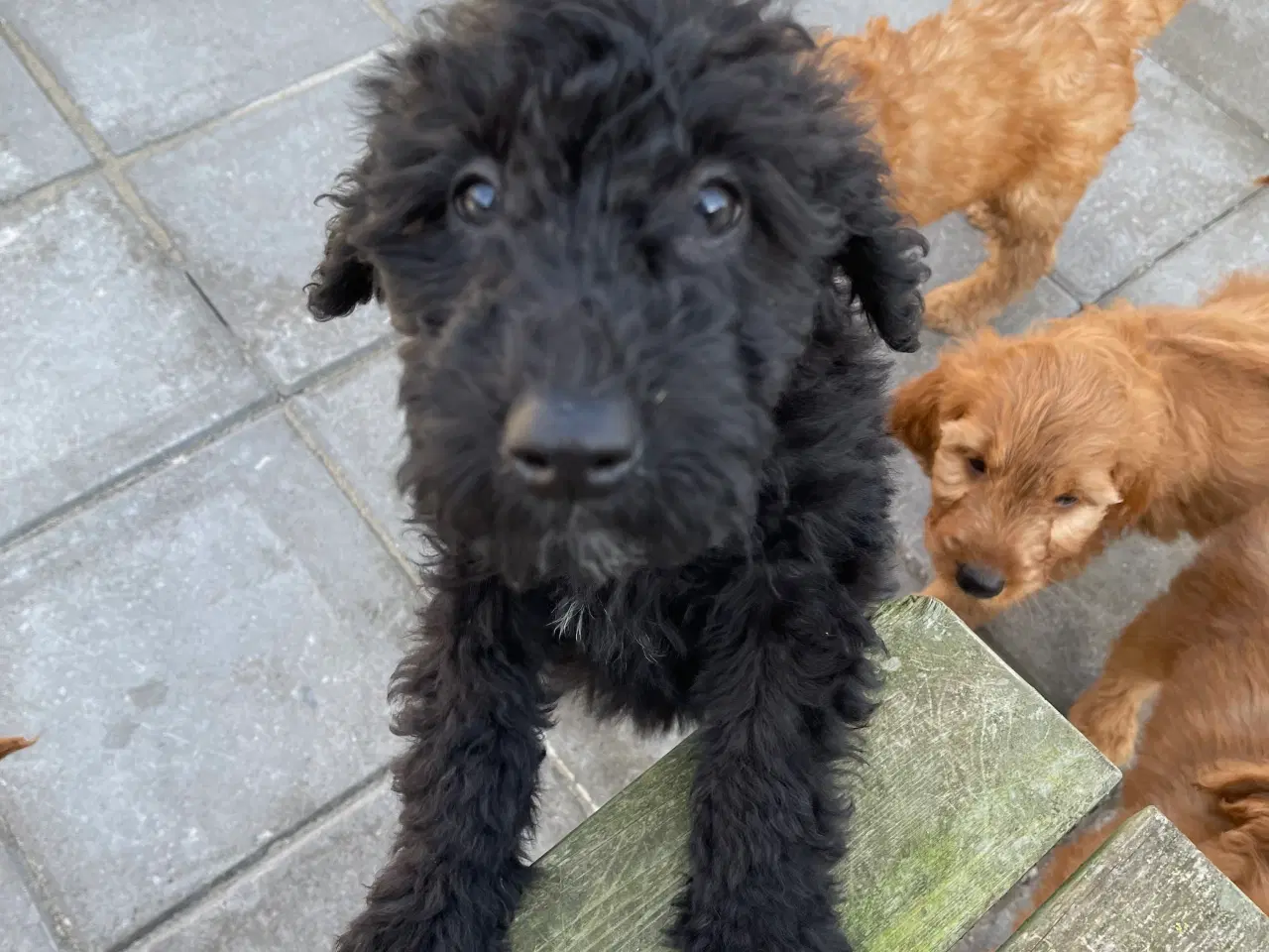 Billede 2 - Ny Pris ! Goldendoodle  mellem str Rejseklar 