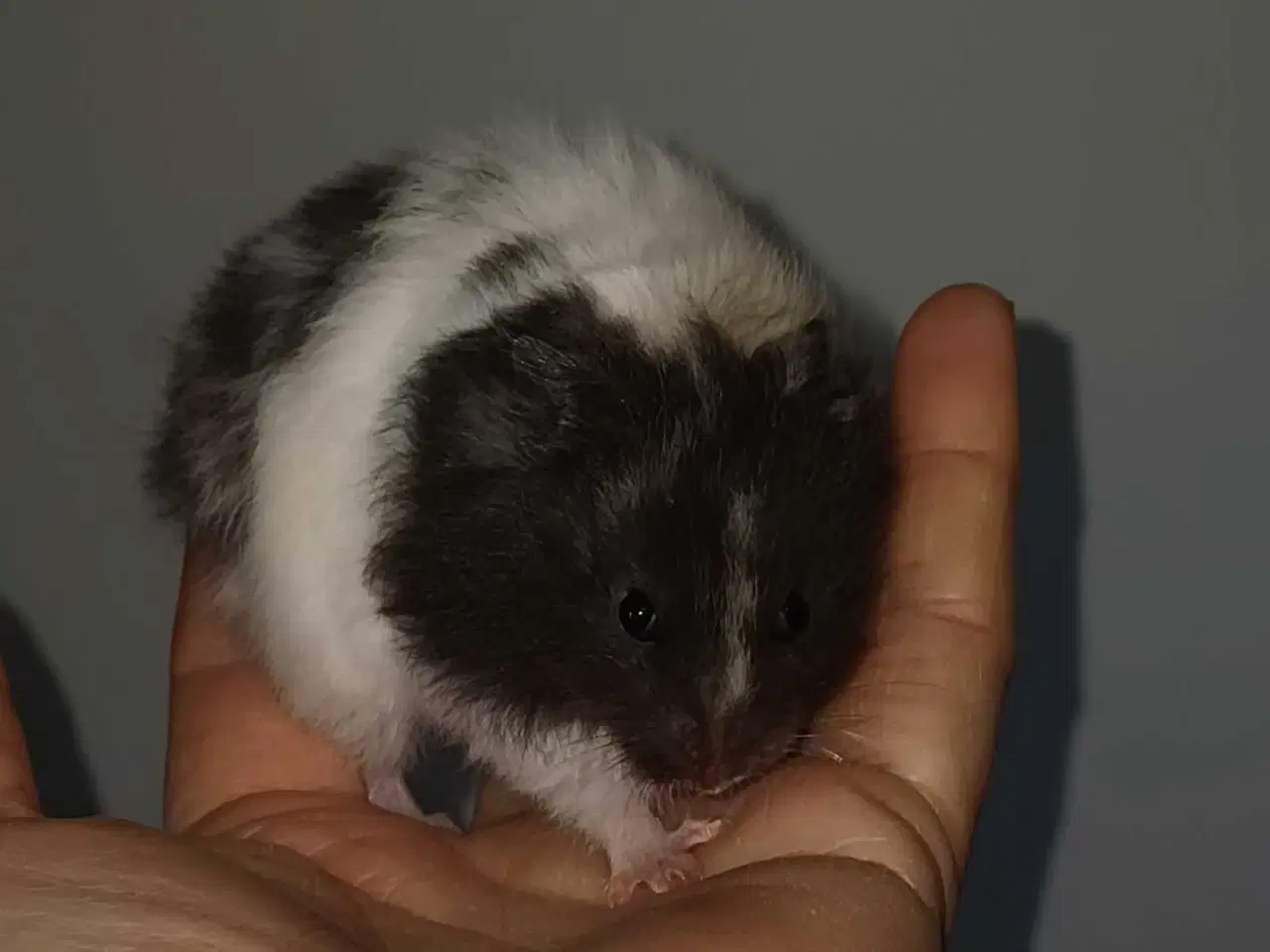 Billede 16 - Guldhamster unger