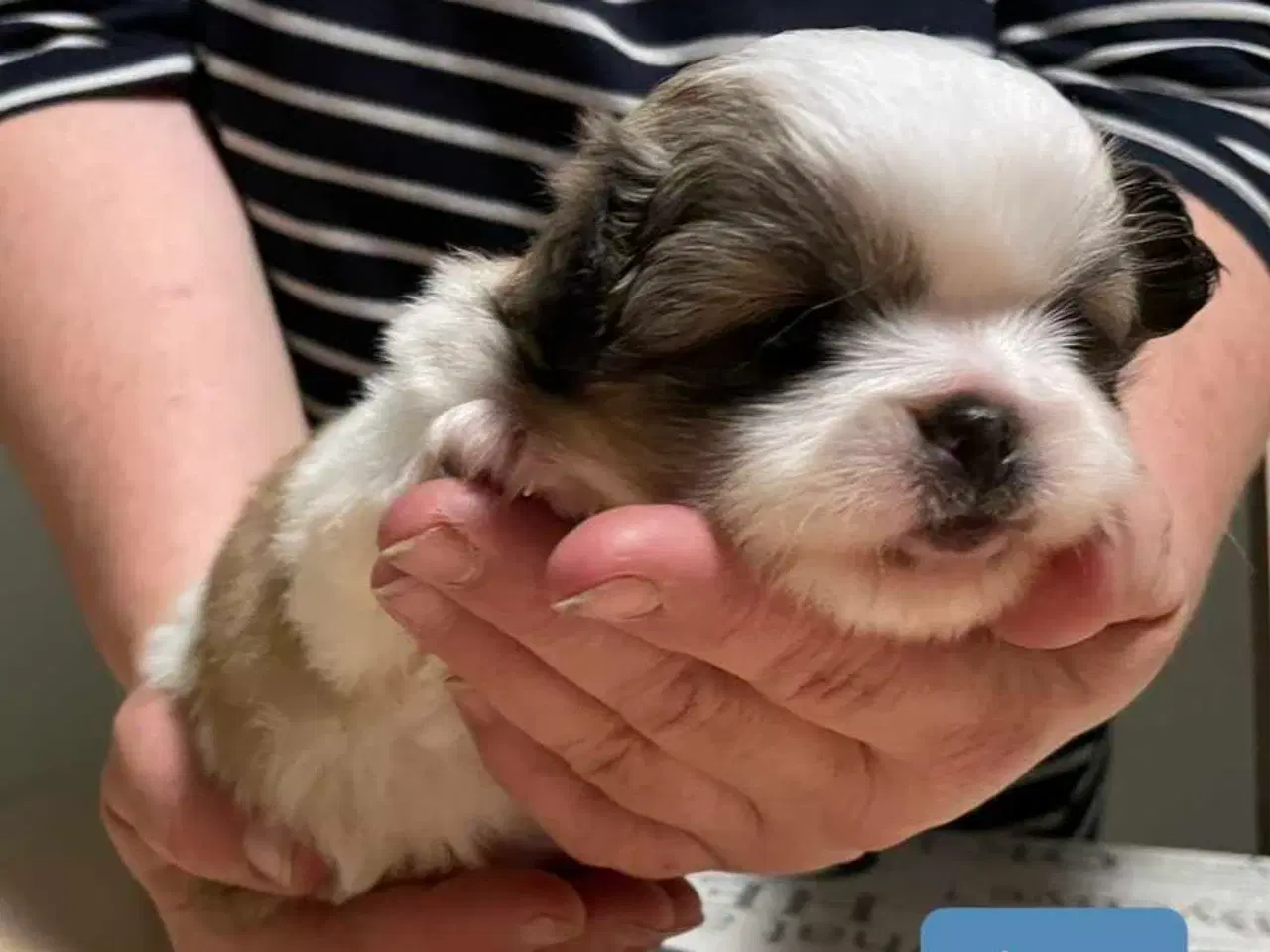 Billede 14 - Skønne blandings hvalpe