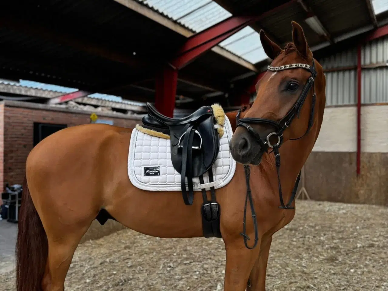 Billede 2 - Fantastisk vallak med godt hoved!😊