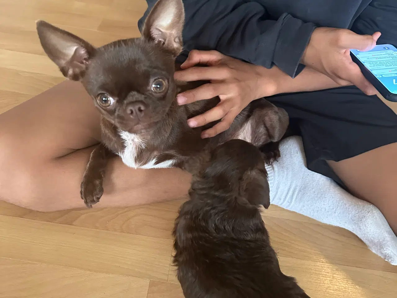 Billede 6 - Chihuahua blanding