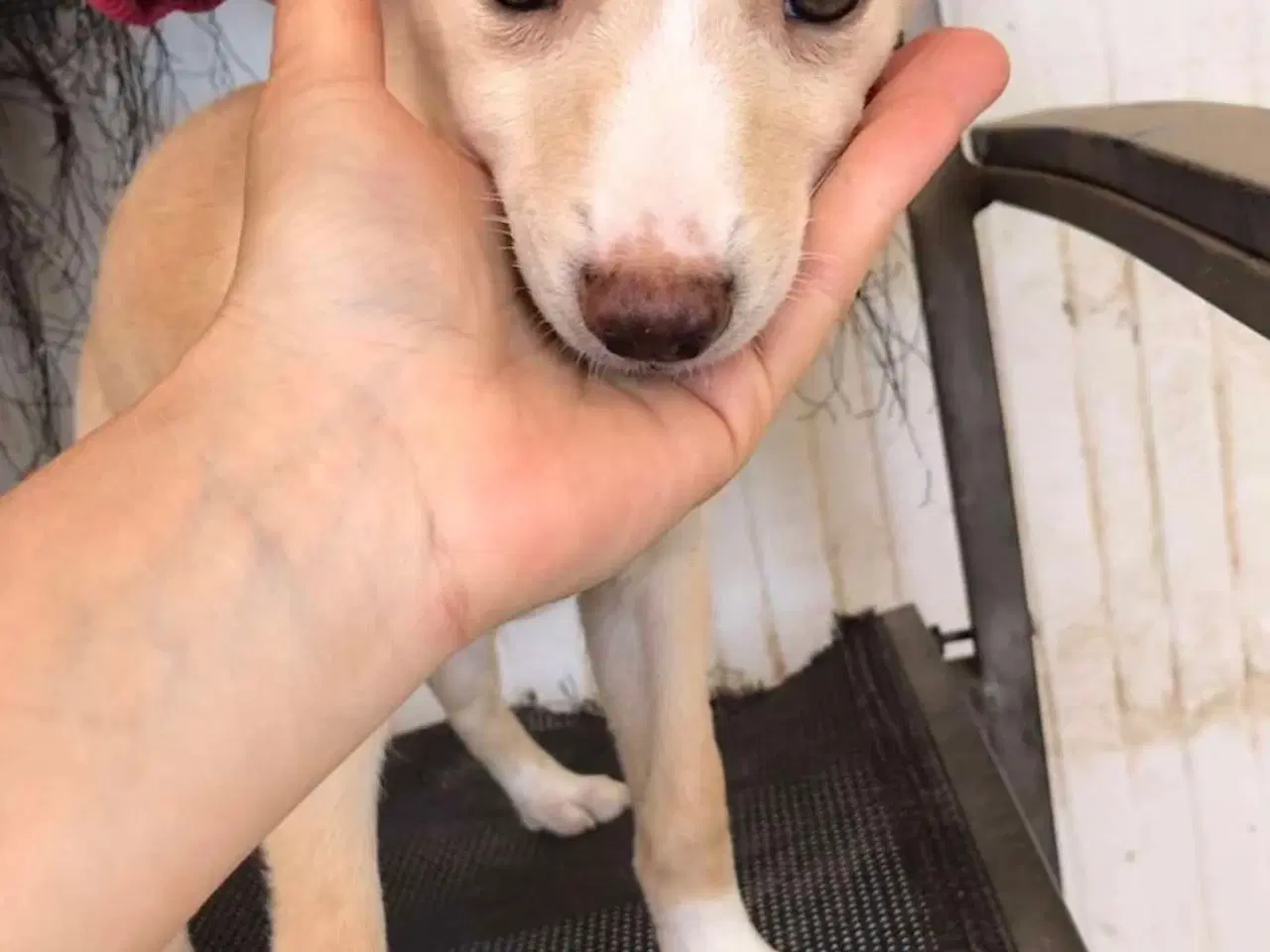 Billede 15 - Vidunderlige Lotus søger sin helt egen familie 🥰