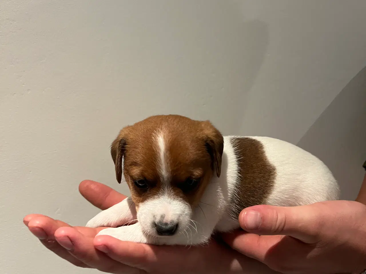 Billede 12 - Jack Russel Hvalpen