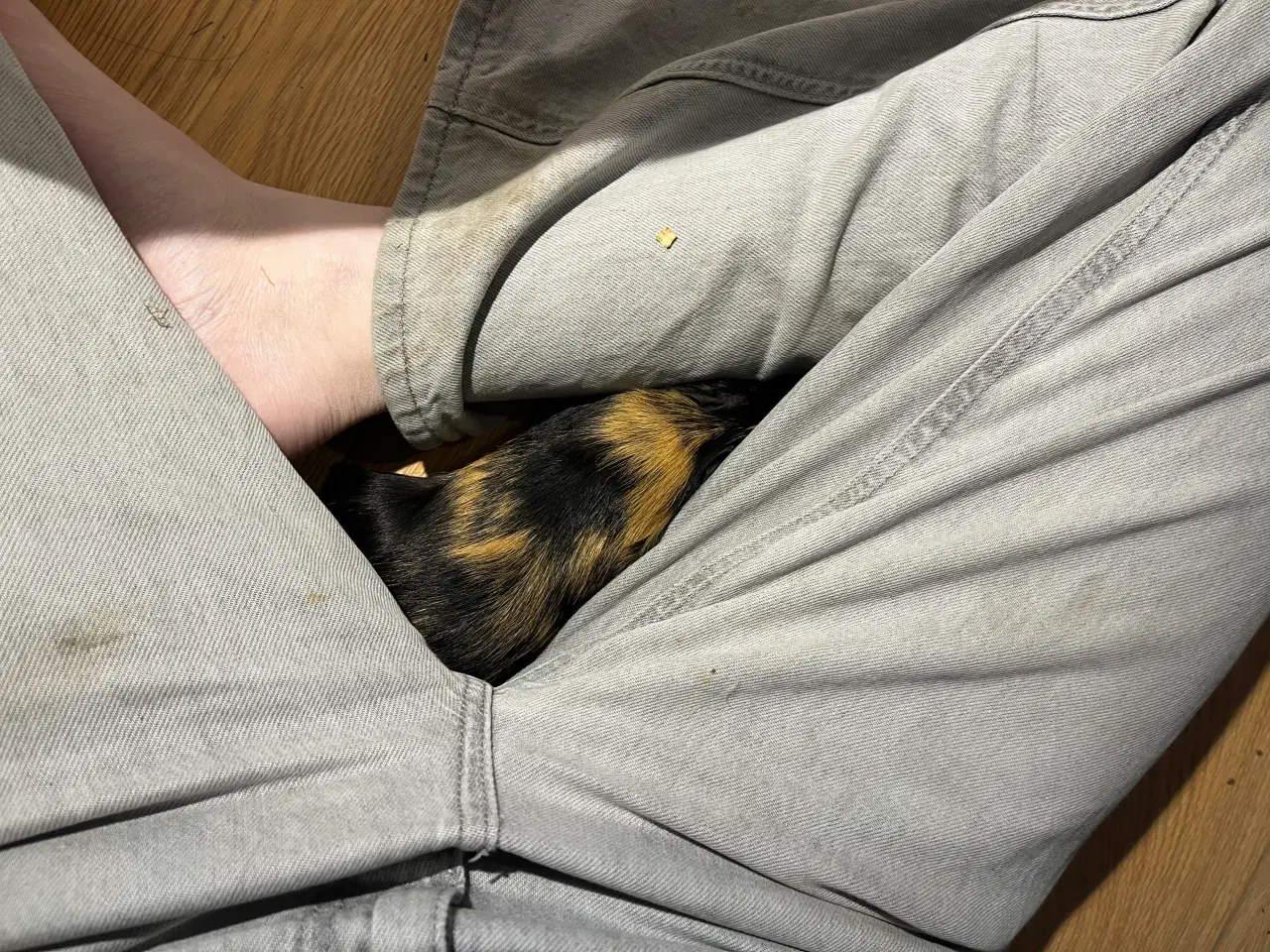 Billede 6 - Marsvin drenge