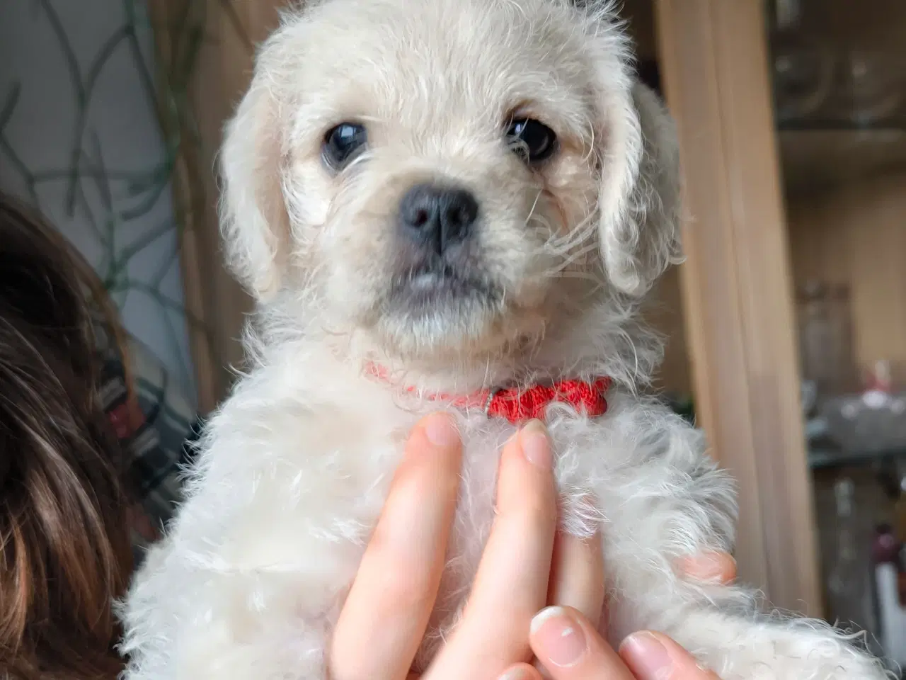 Billede 5 - Puddel/mops