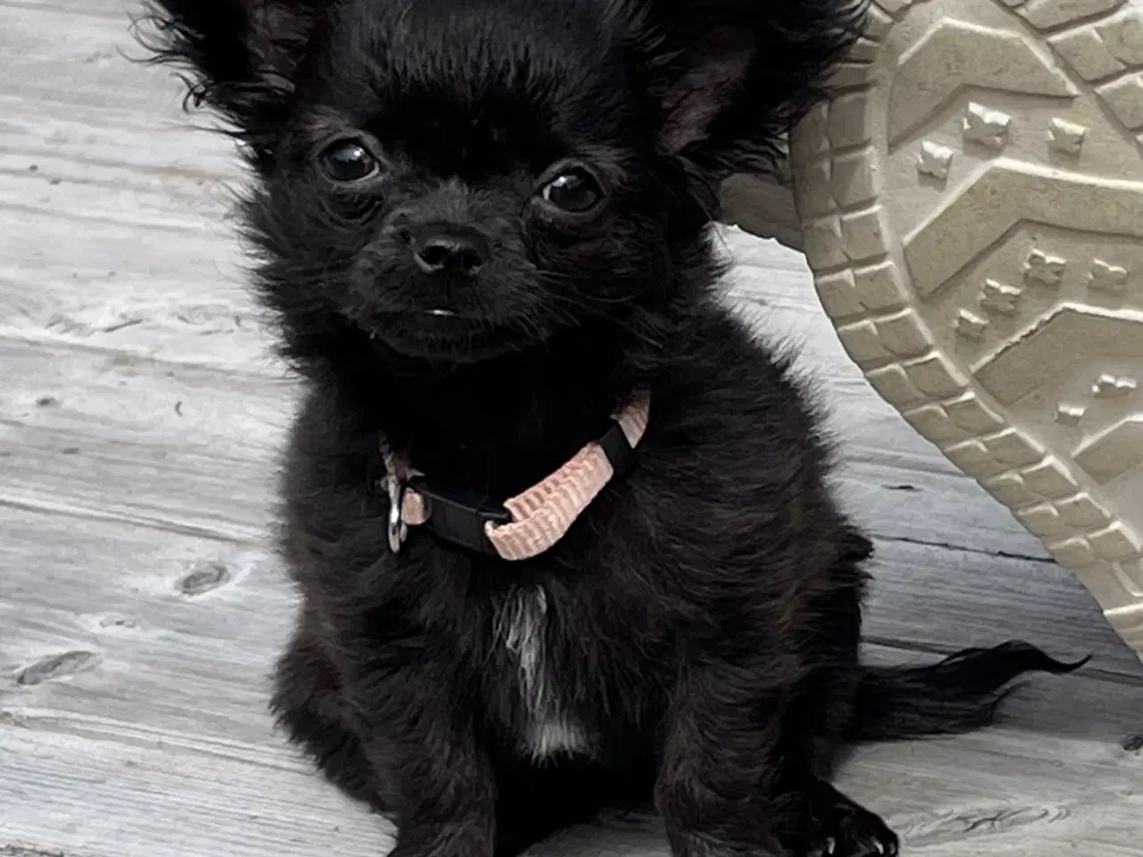 Billede 1 - Chihuahua (langhåret) tæve 