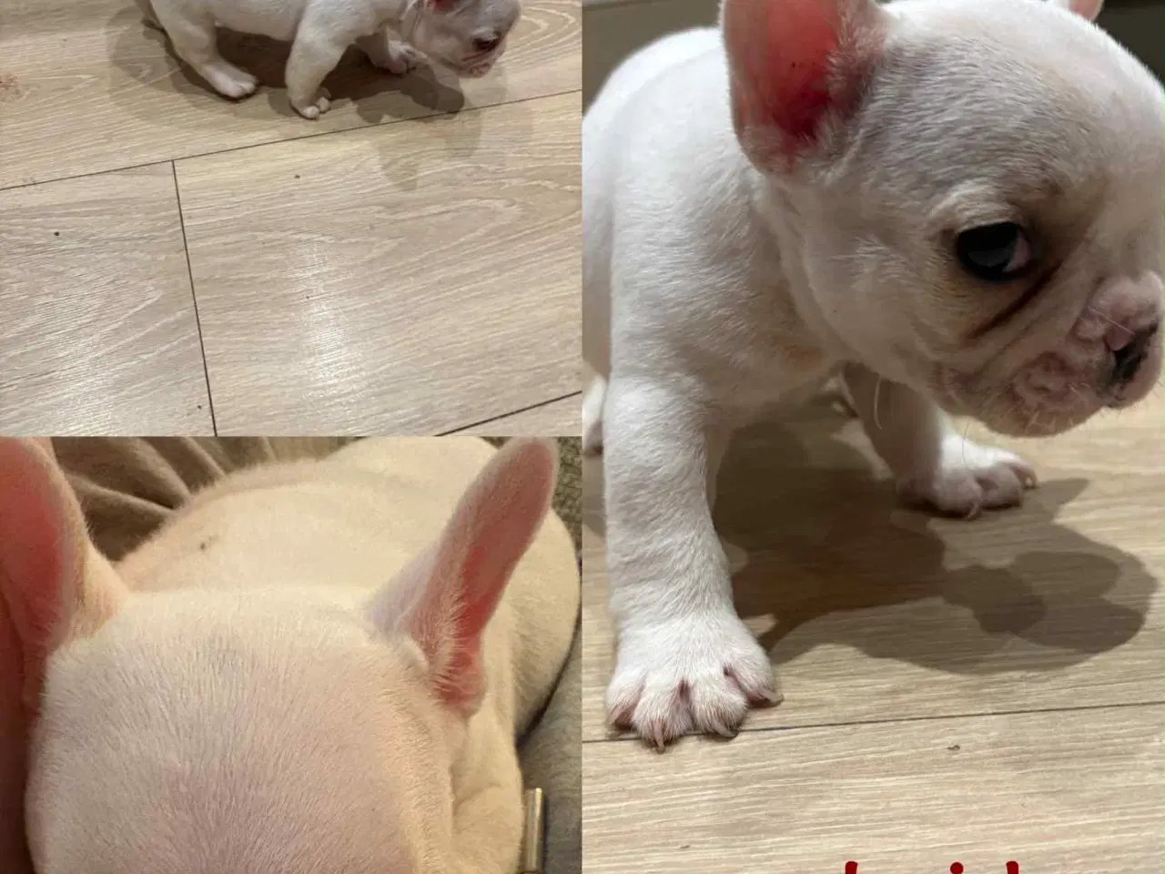 Billede 3 - Fransk bulldog hvalpe