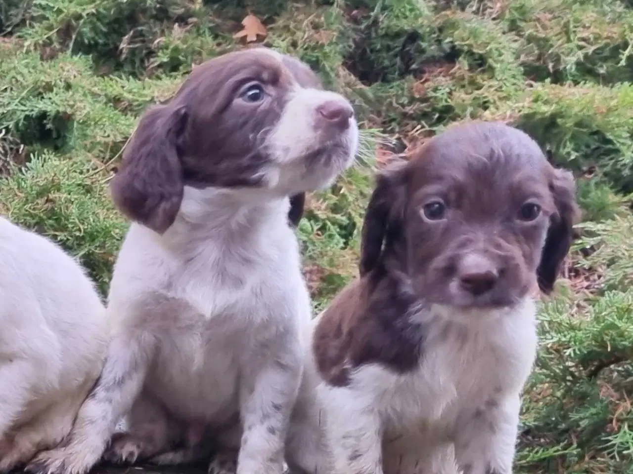 Billede 3 - Sprocker og tysk langhåret 