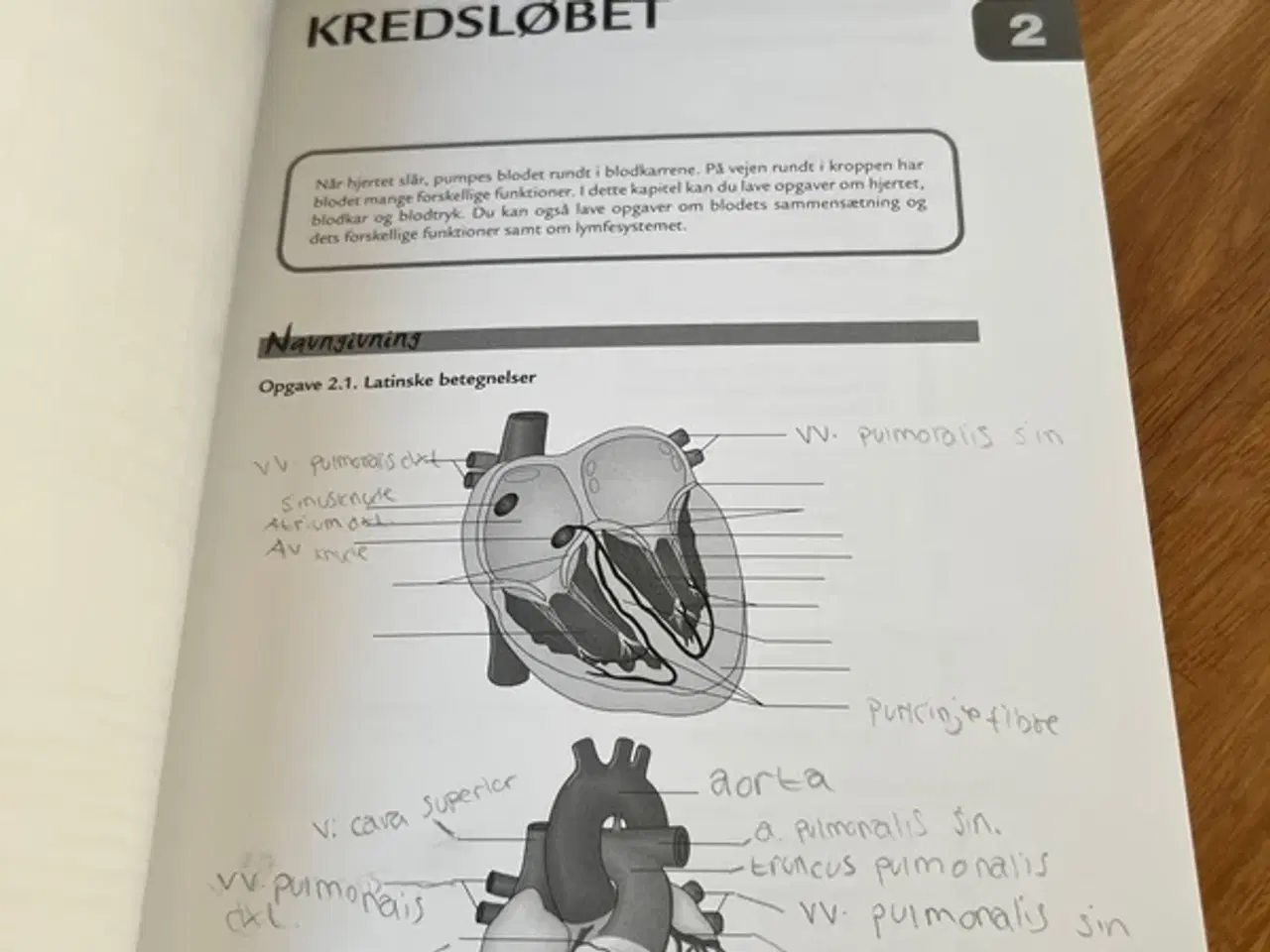 Billede 5 - Anatomi og fysiologi opgaver 2.udgave