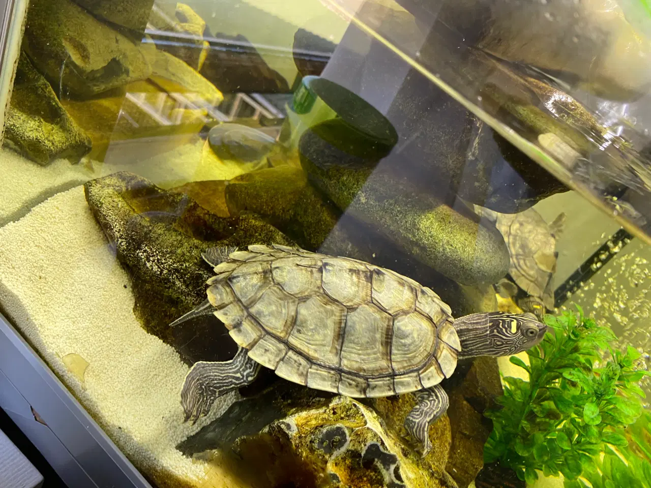 Billede 2 - Mississippi skildpadde 