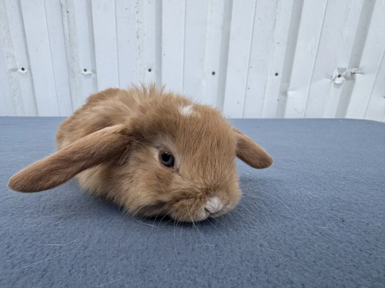 Billede 3 - Dværgvædder hankanin