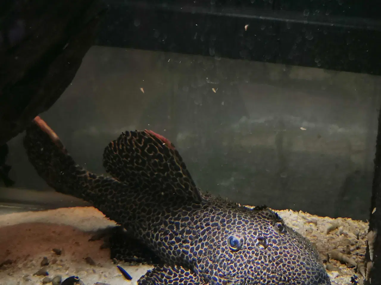 Billede 1 - L-114 stor trio