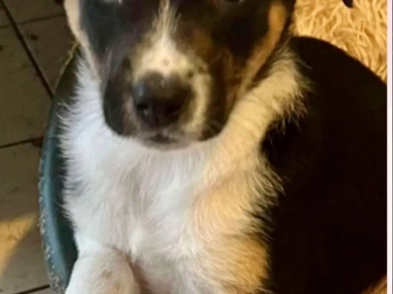 Billede 12 - Smukke Ally leder efter sin egen familie💝