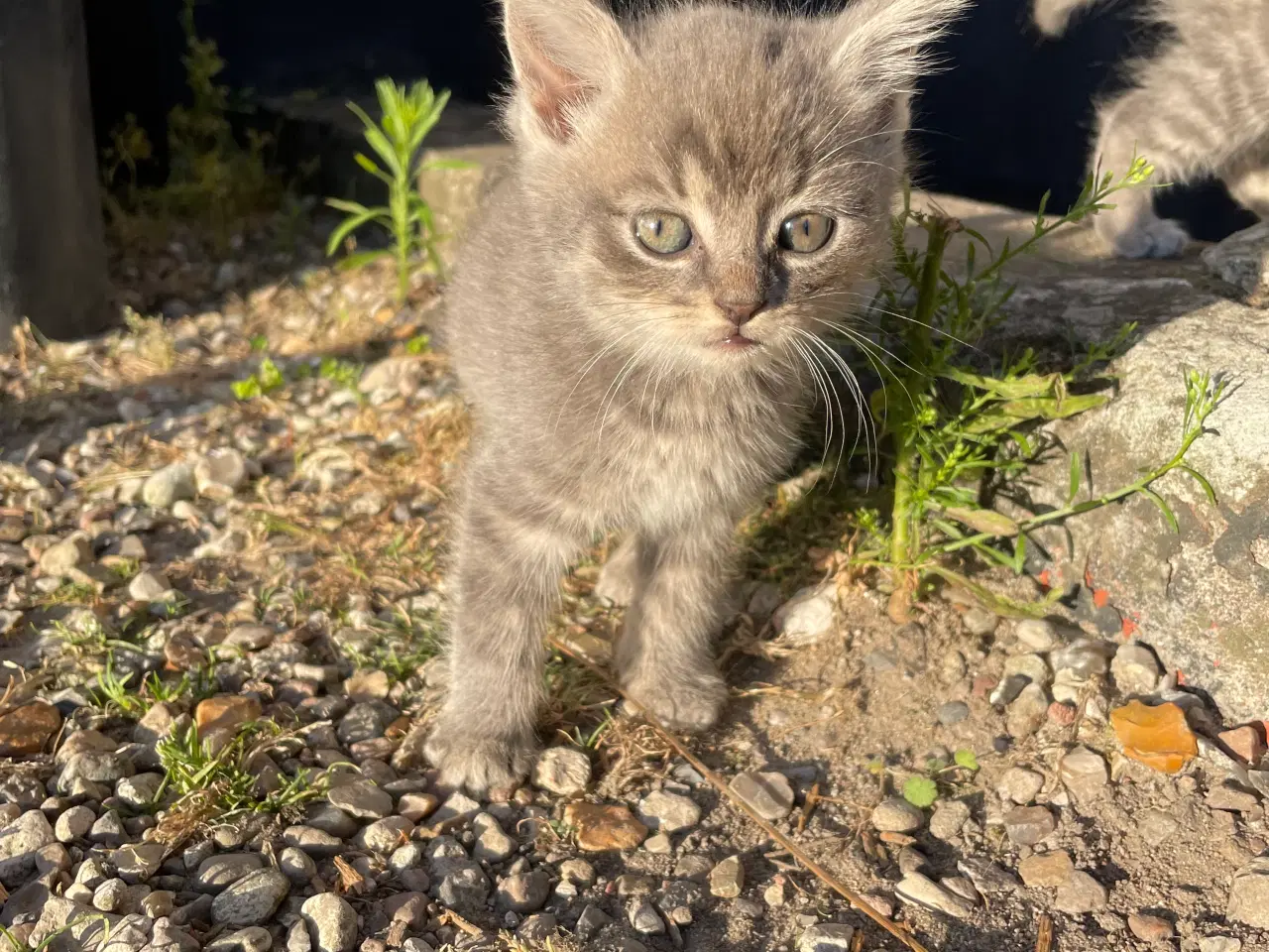 Billede 1 - Tre små katte