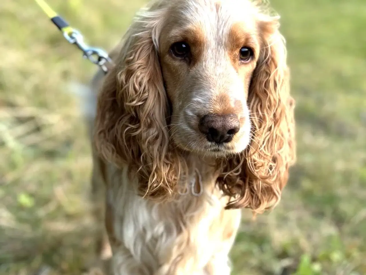 Billede 6 - Hvalpe på vej 