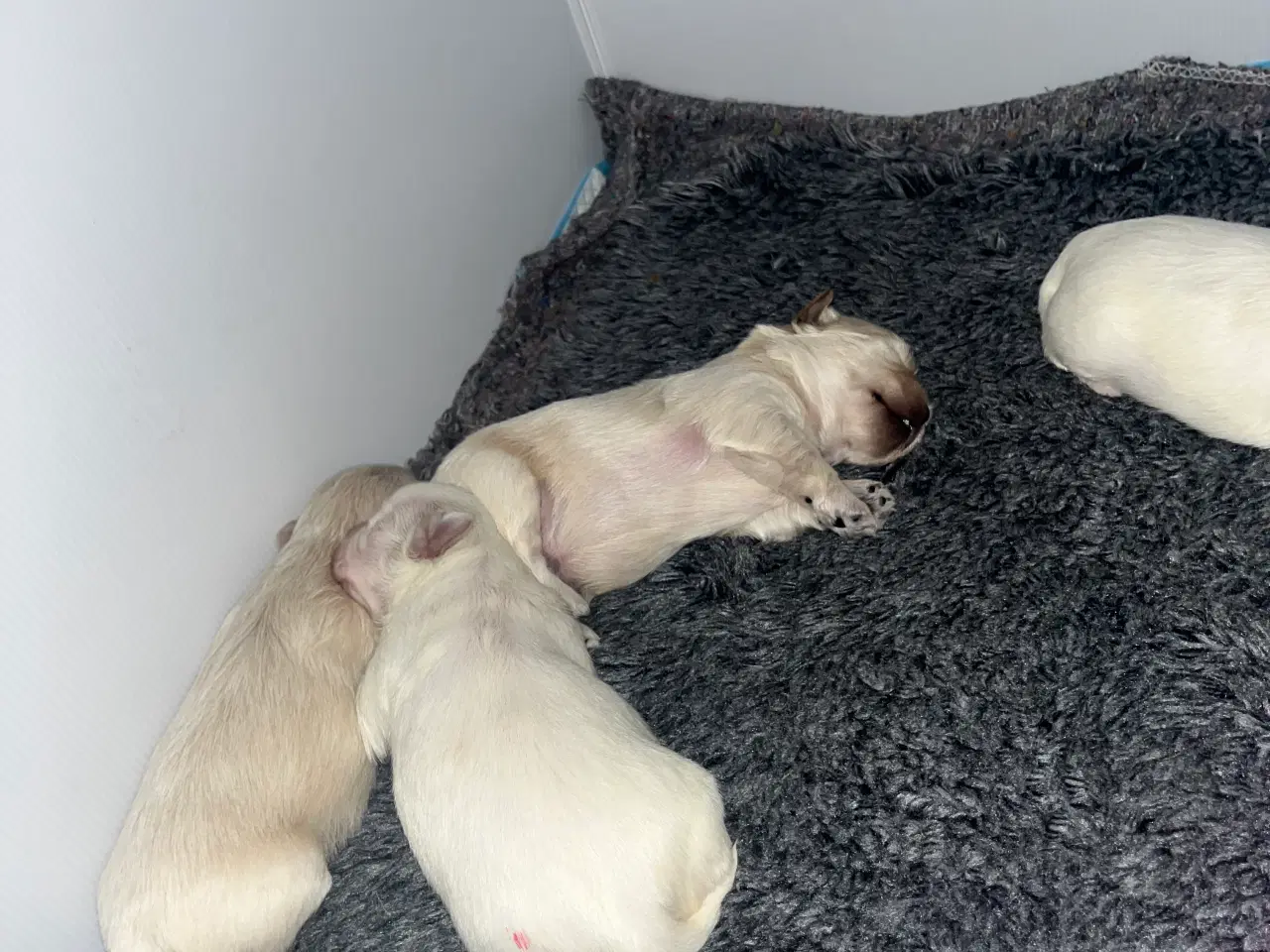 Billede 5 - Maltipoo hvalpe 