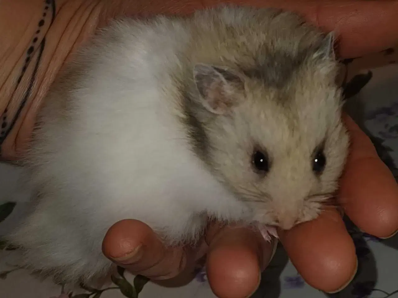 Billede 18 - Guldhamster unger