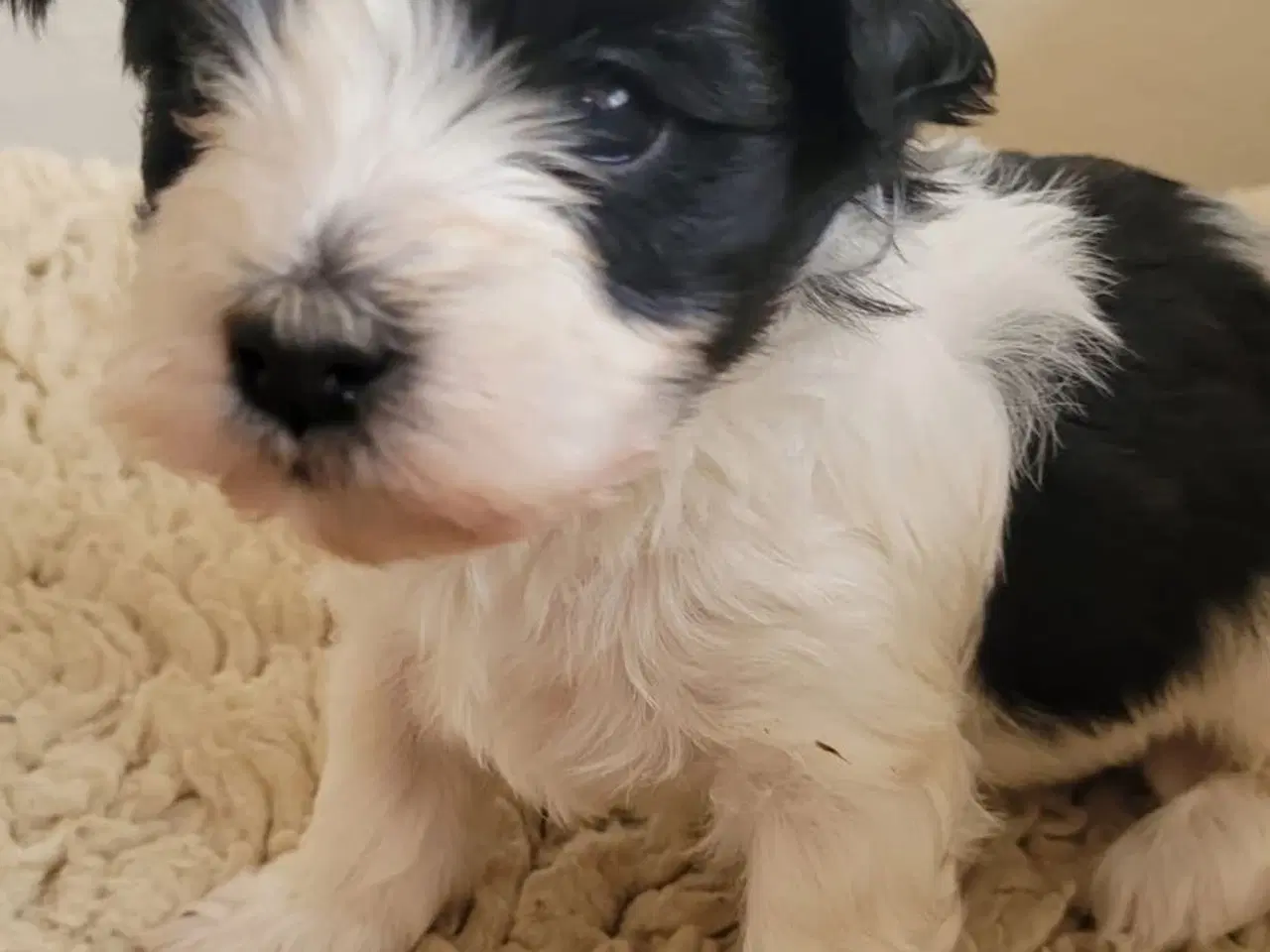 Billede 1 - Bichon havanais hundehvalpe