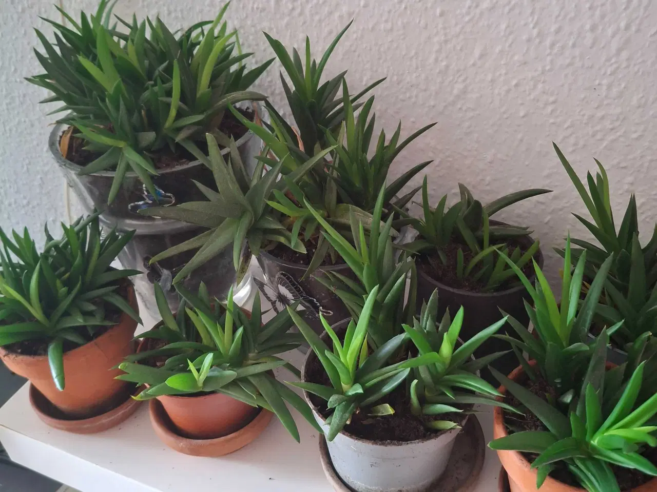 Billede 2 - Baby-planter klar til nye vindueskarme
