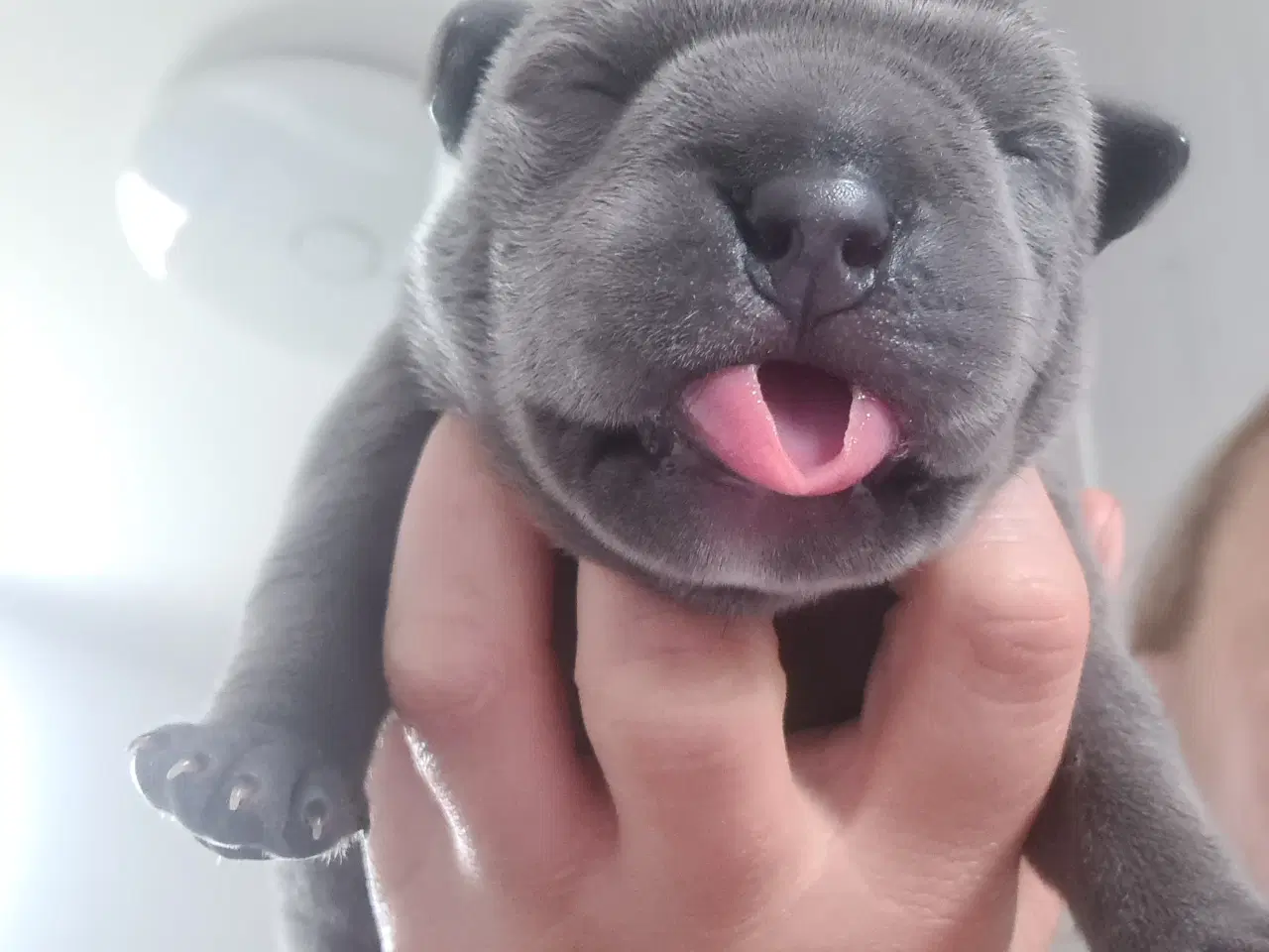 Billede 6 - Hvalpe American Bully Pocket 
