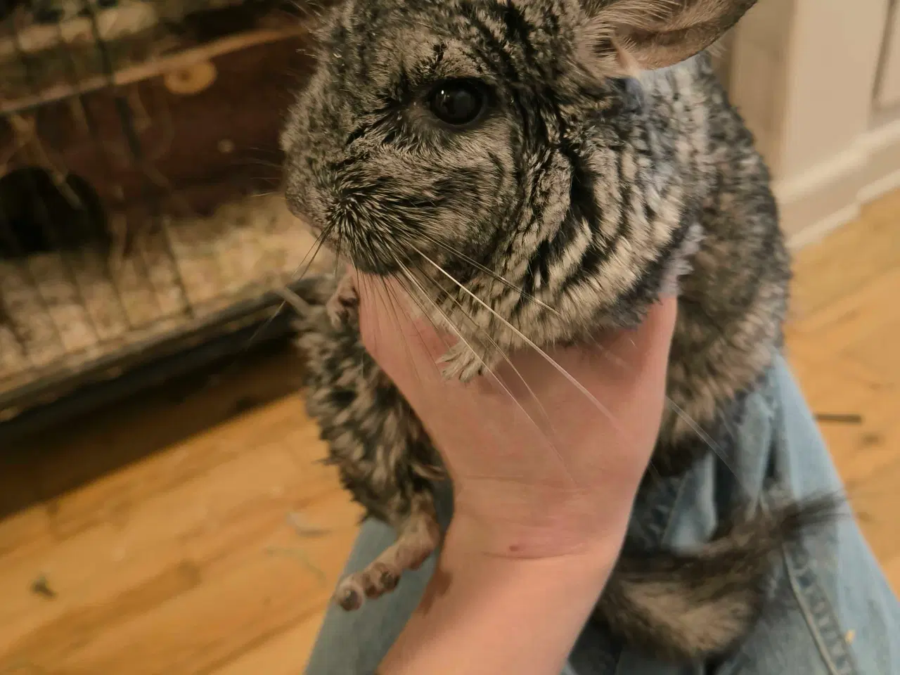 Billede 3 - Chinchillaen Ruth søger ny løbegård