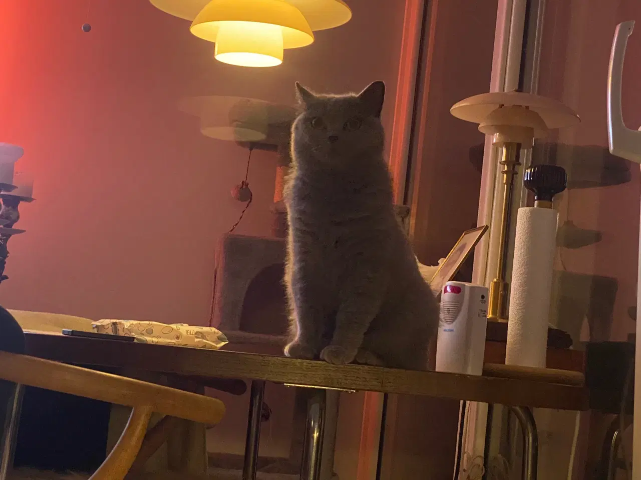 Billede 11 - Den sødeste Misse 🐱 
