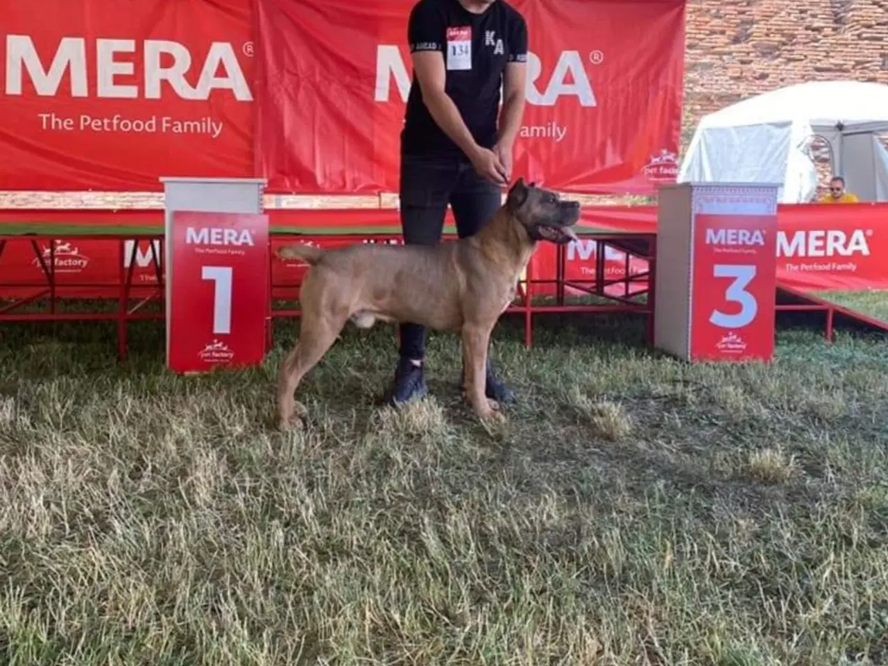 Billede 8 - Cane Corso Hvalpe 