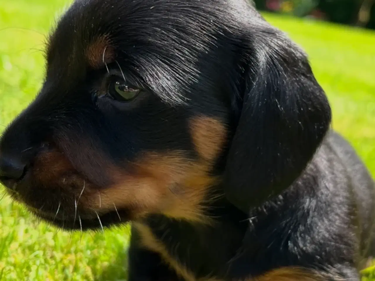 Billede 2 - Dværggravhunde hvalpe