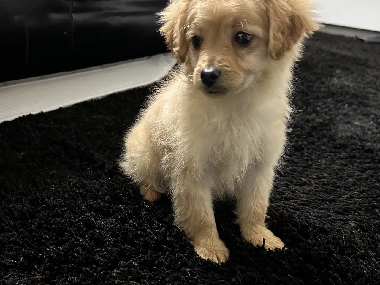 Billede 9 - Cavapoo F2B 