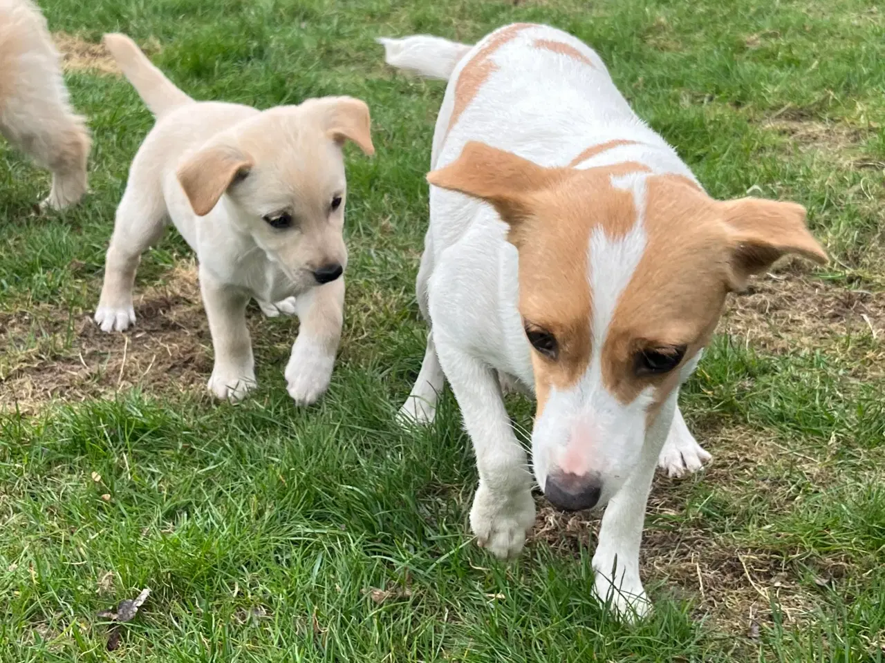 Billede 12 - 5 unikke blandingshvalpe sælges