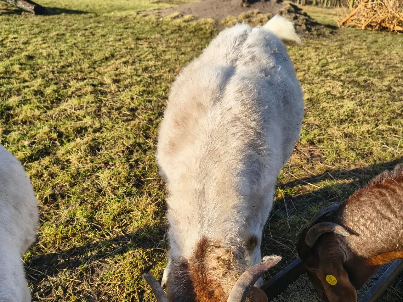 Billede 1 - 2 stk boergeder kasterater 