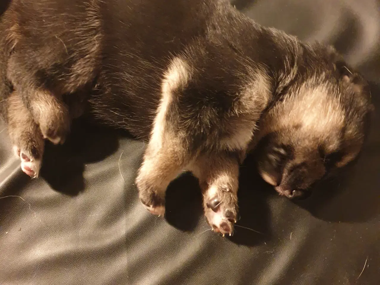 Billede 1 - Schæfer hvalpe/ 1/4 husky