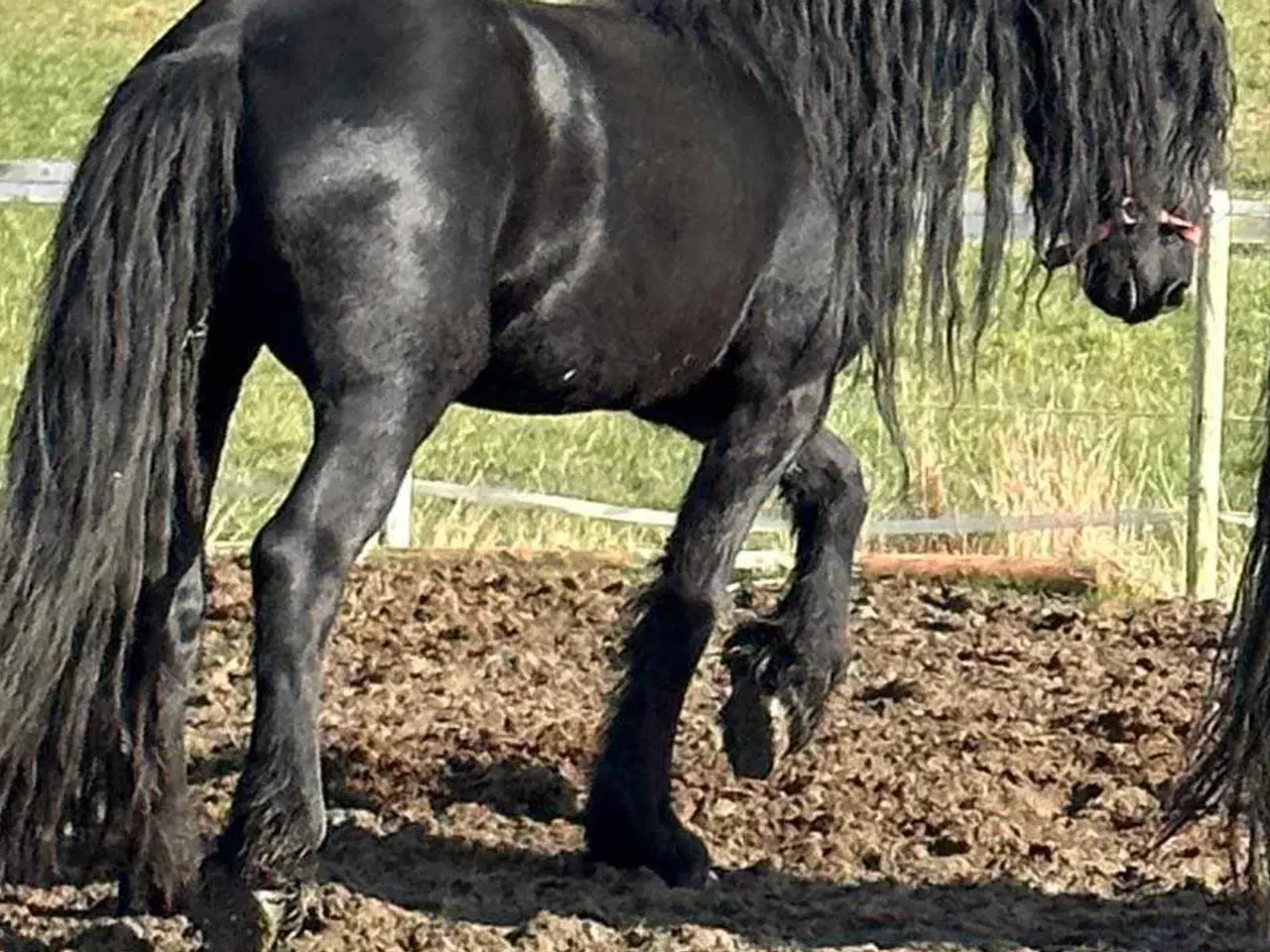 Billede 8 - Friser/spansk blandings hoppeplag