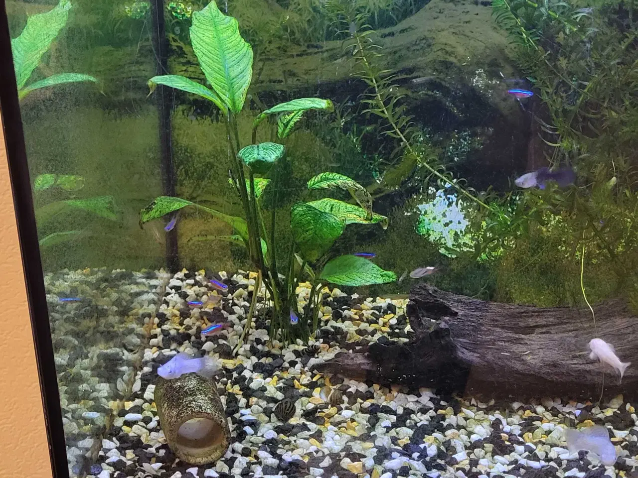 Billede 3 - Juwel akvarium