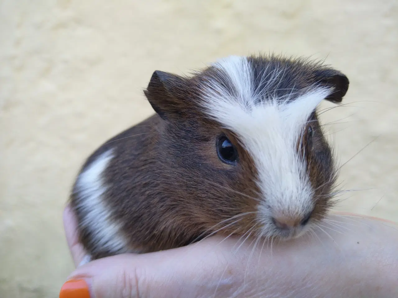 Billede 1 - 3 søstre (unger)