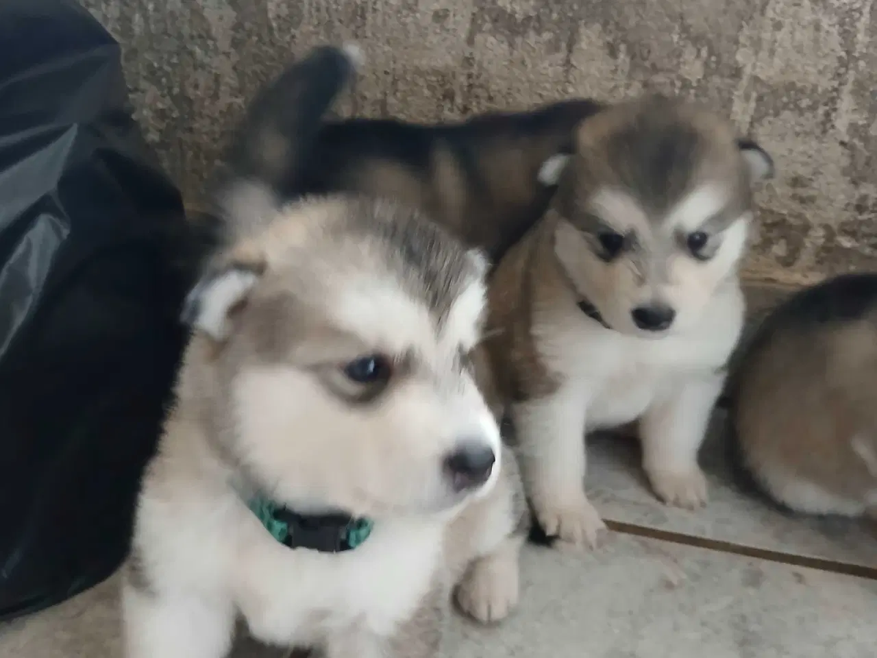 Billede 5 - Alaskan malamute hvalpe sælges