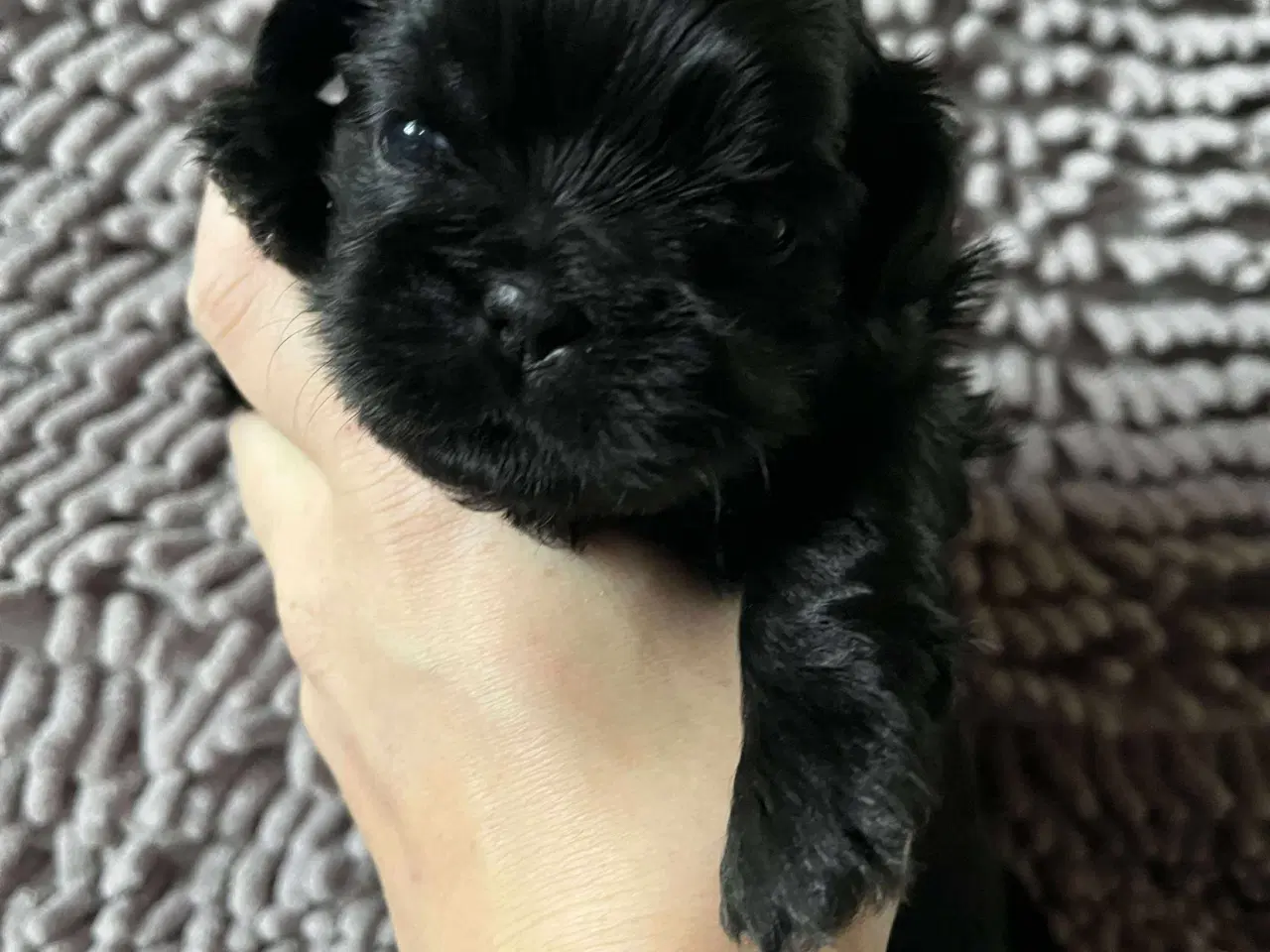 Billede 2 - Shih Tzu hvalpe