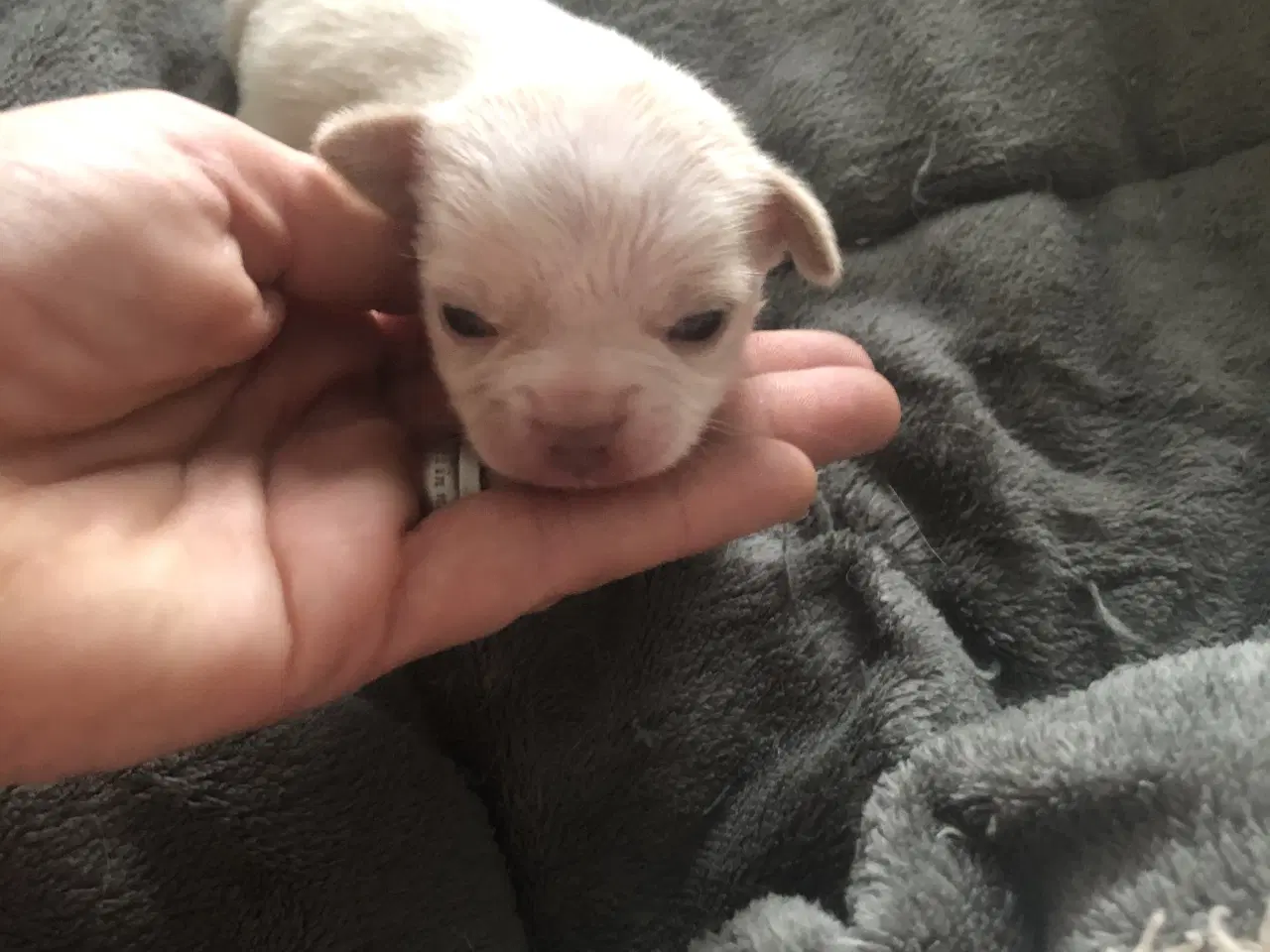 Billede 9 - Shih Tzu / Chihuahua blanding