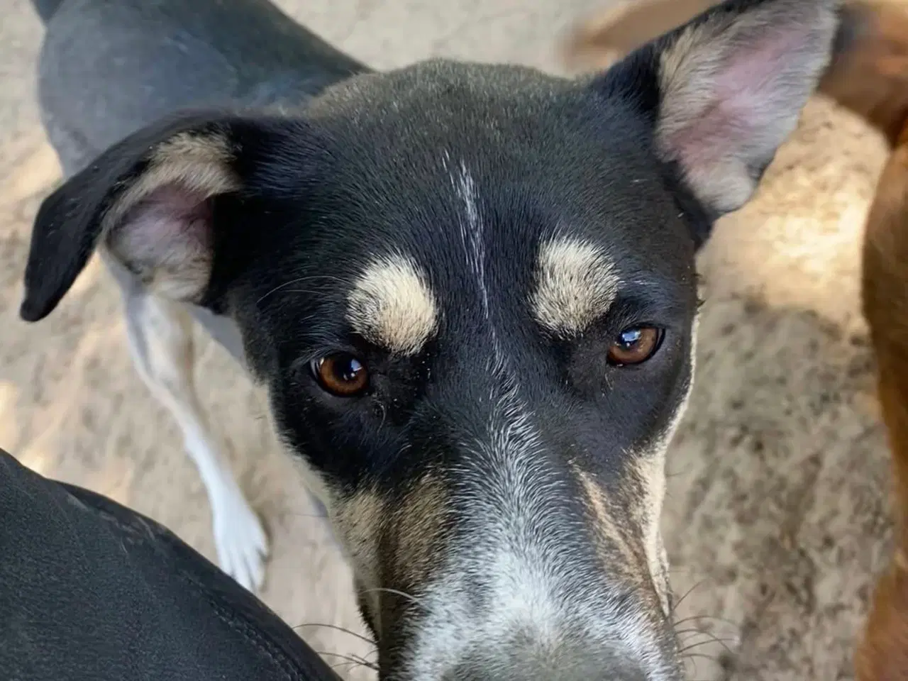 Billede 4 - Sødeste Sunny søger familie 